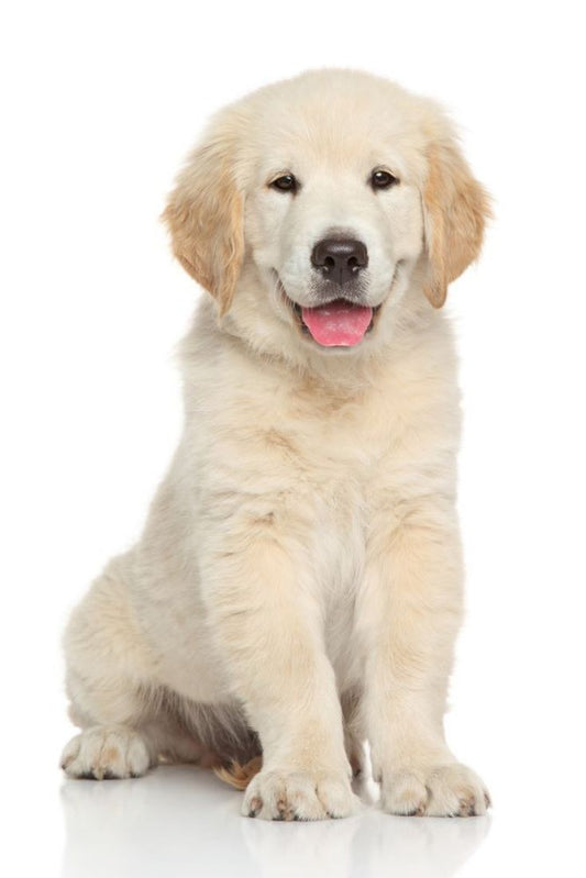 The Ultimate Guide to Puppy Training