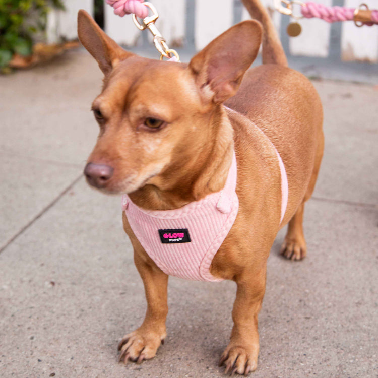 Harness and Matching Waste Bag Holder