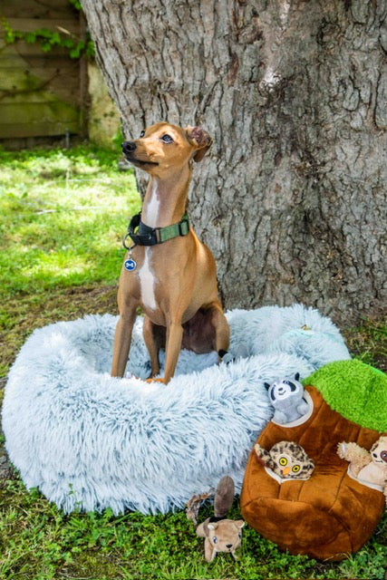 Cozy Dog Beds