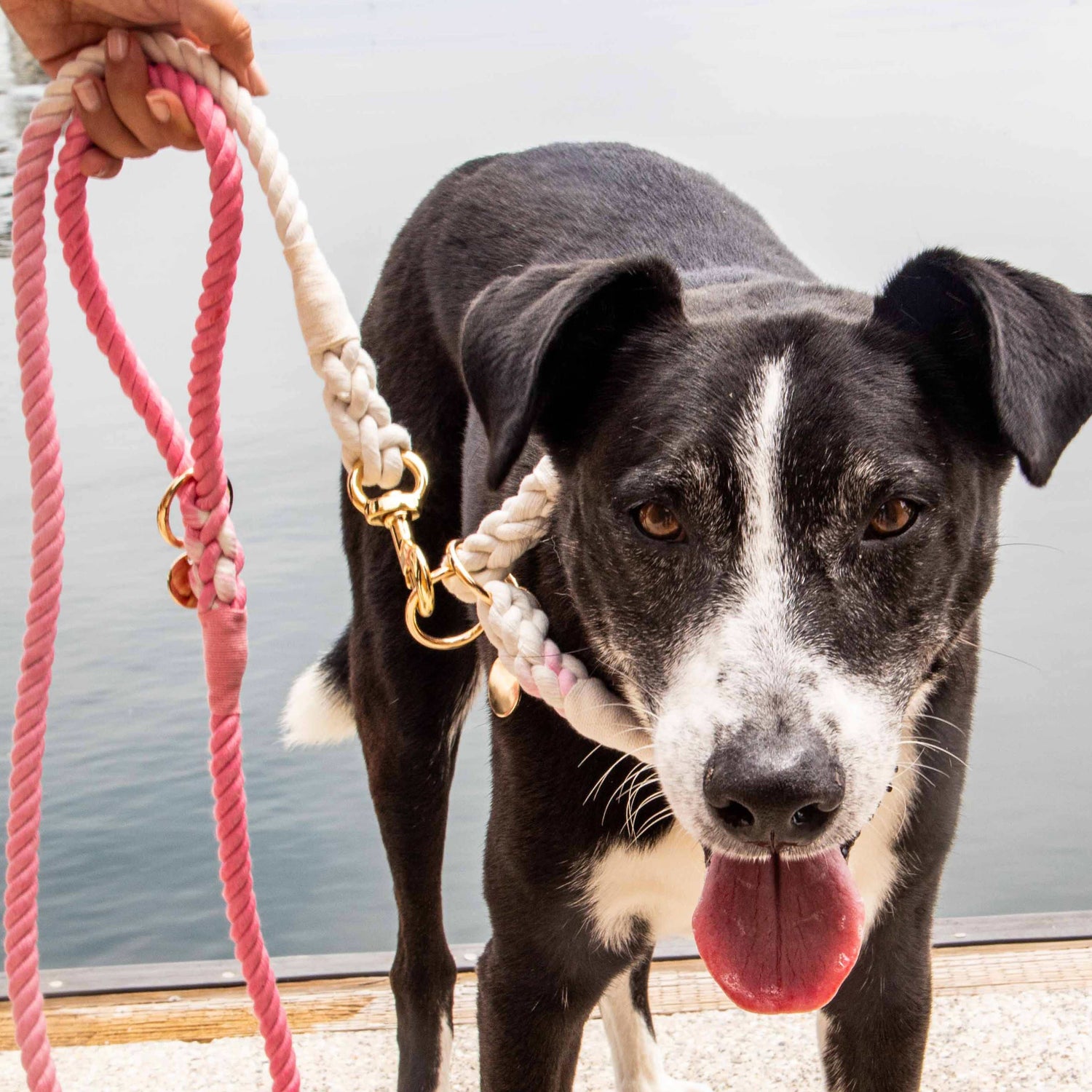 Handmade Tie Dye Leashes and Collars
