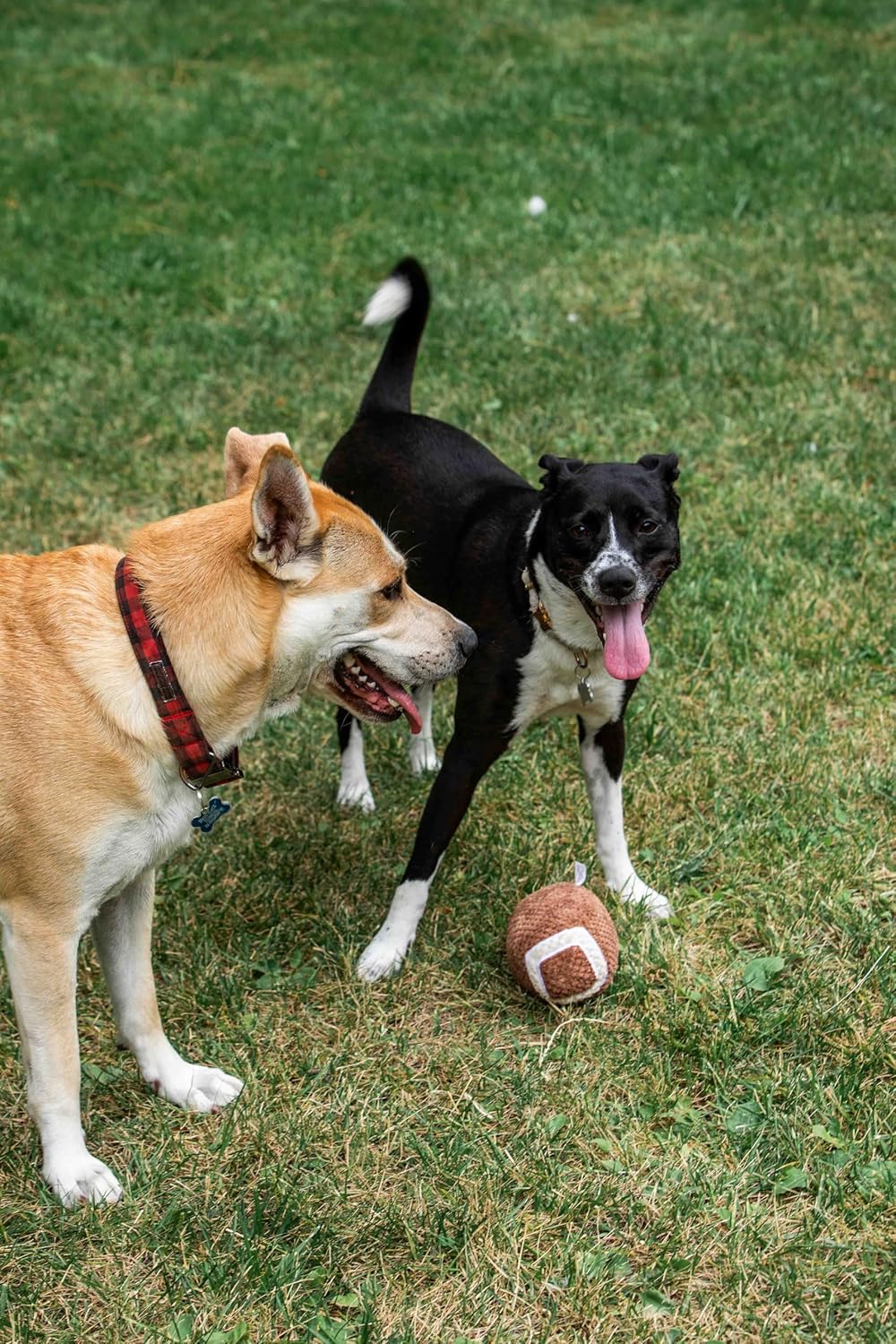 Football Tailgate Dog Toy & Leash Collection