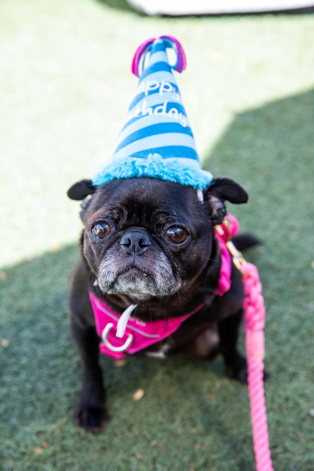 Squeaky Blue Birthday Hat Dog Toy