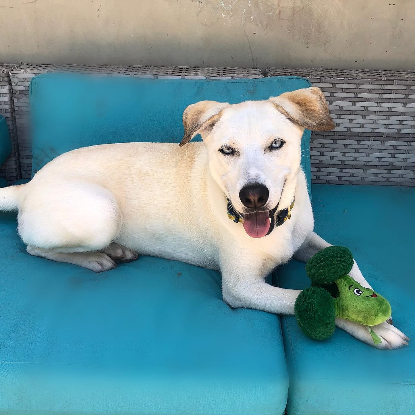 Squeaky Broccoli Plush Dog Toy