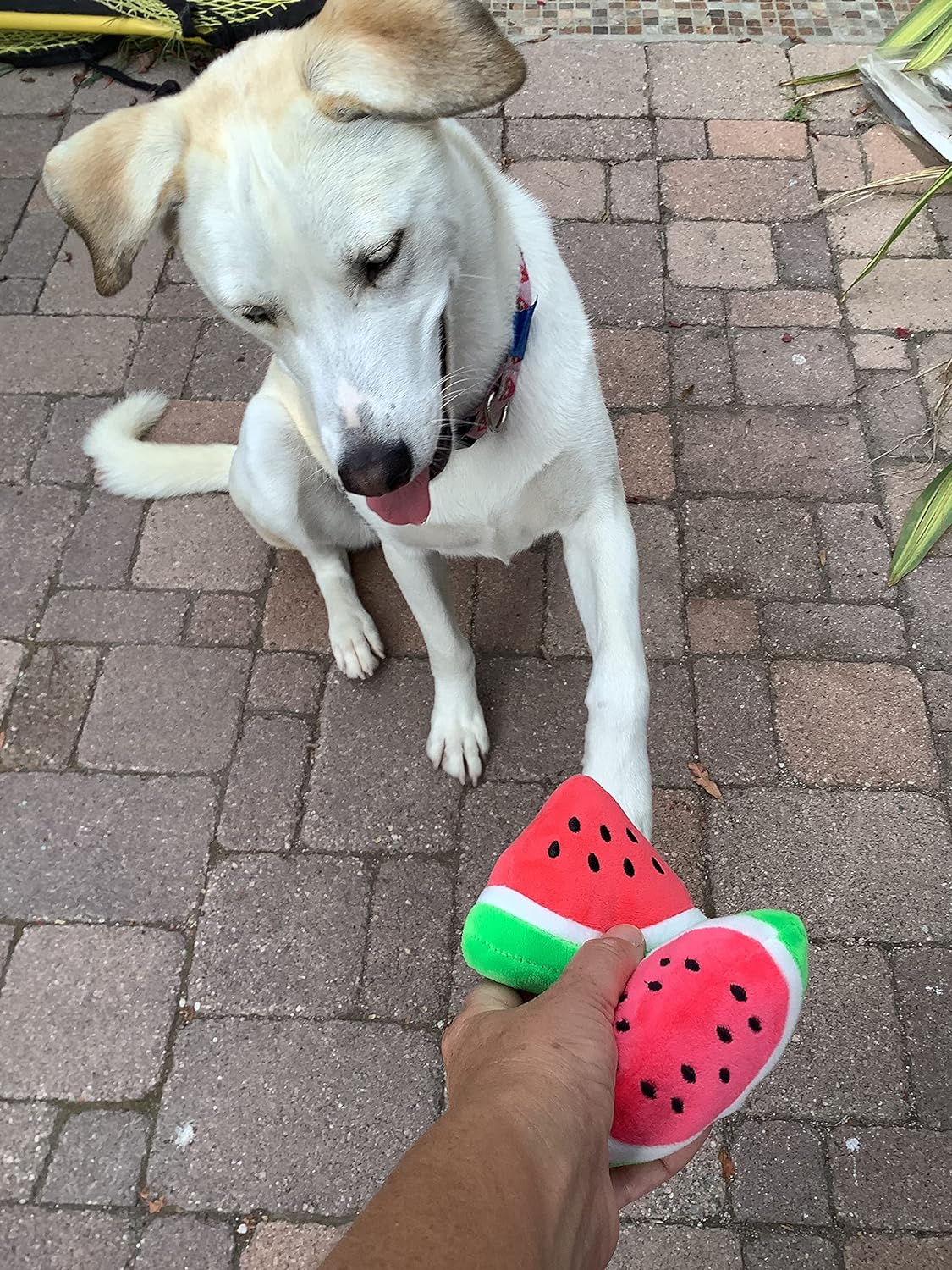 Squeaky Watermelon Plush Dog Toy 2 Pack