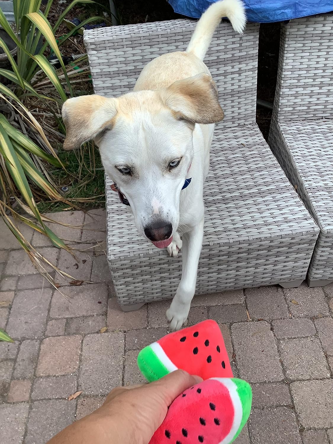 Squeaky Watermelon Plush Dog Toy 2 Pack