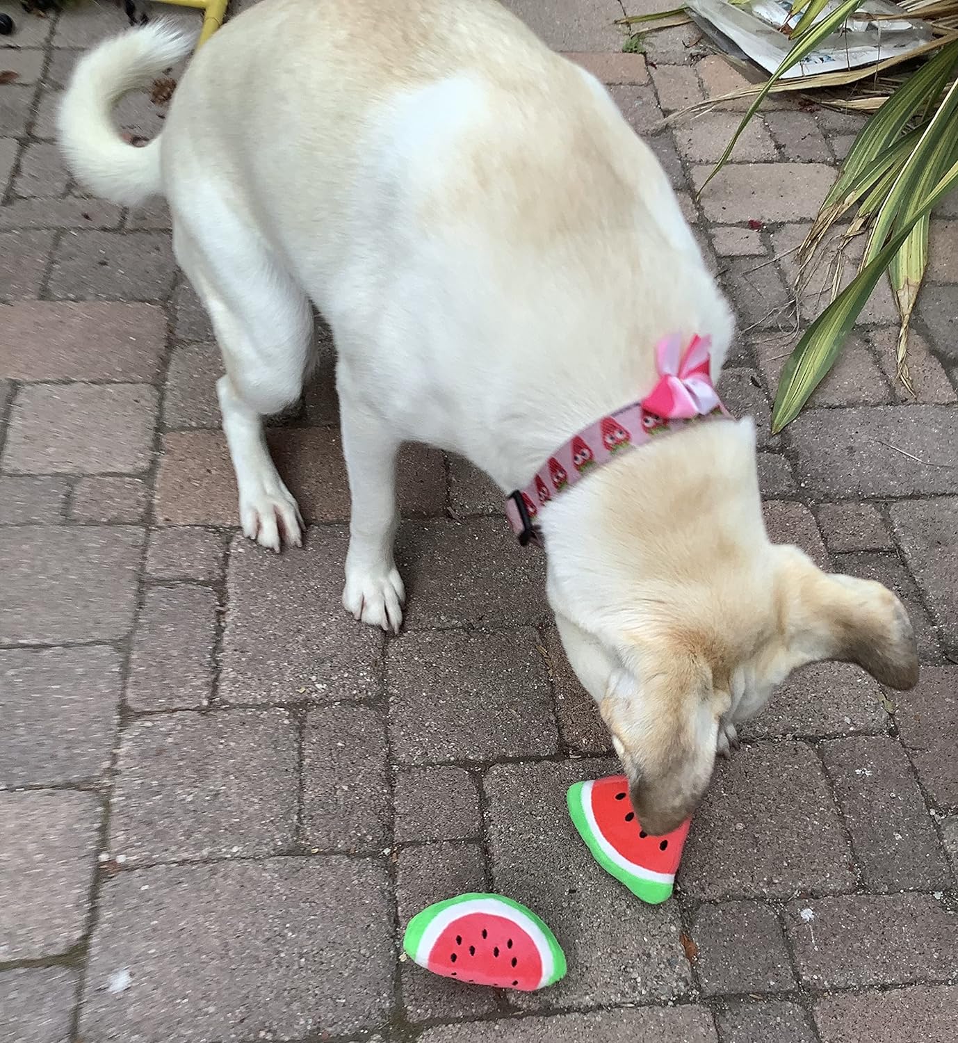 Squeaky Watermelon Plush Dog Toy 2 Pack