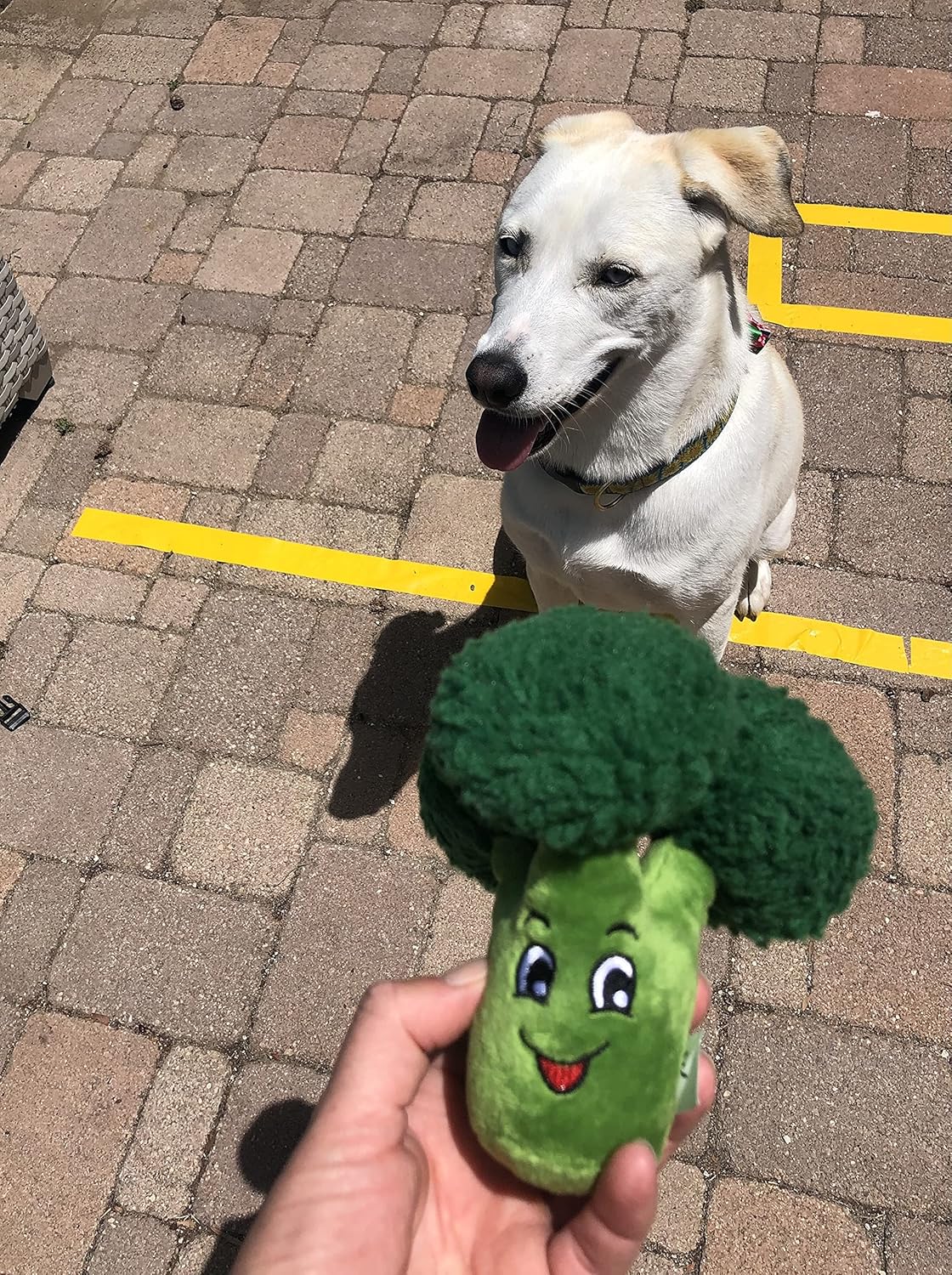 Squeaky Broccoli Plush Dog Toy