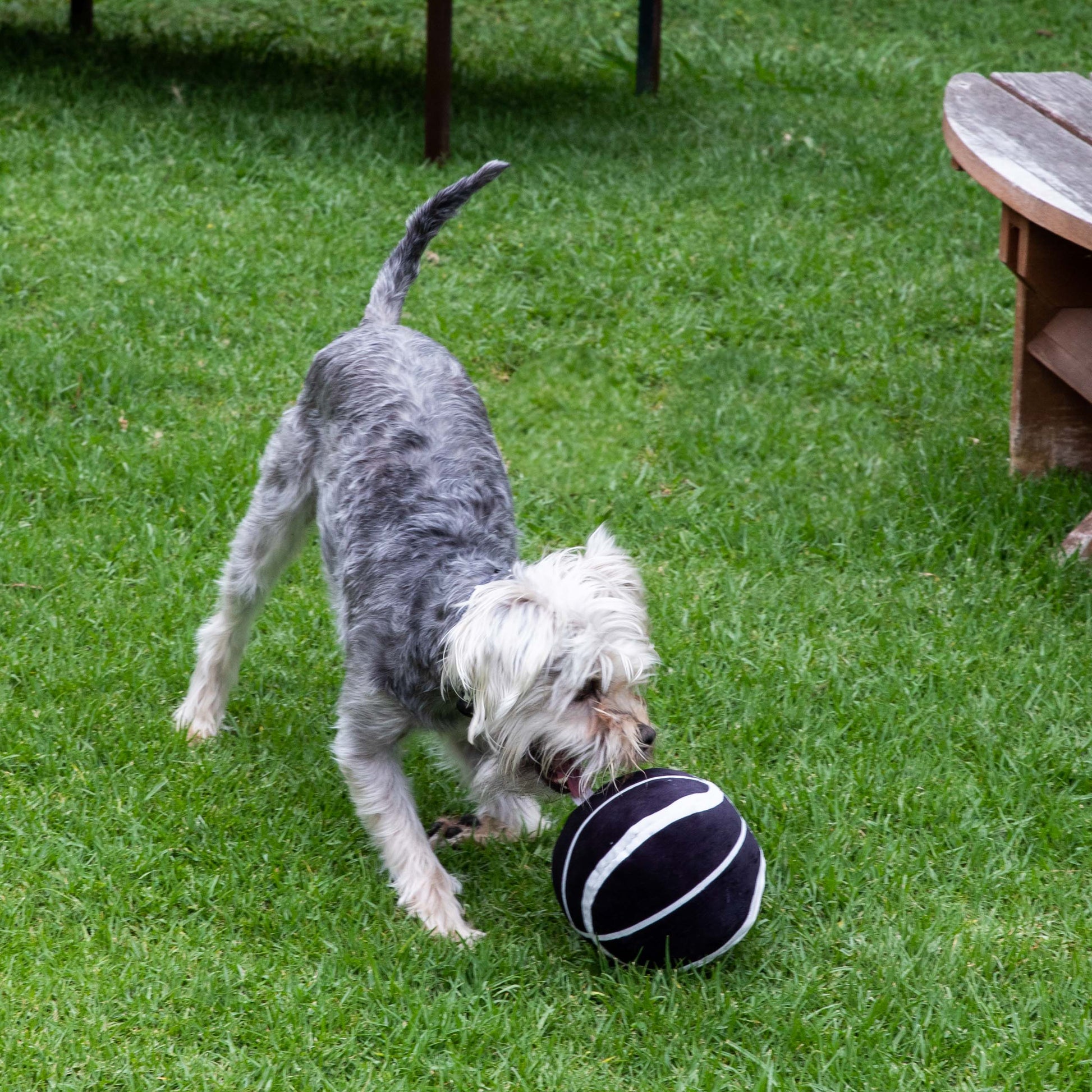 Glow Pups Plush Basketball Dog Toy with Squeaker, Black and White by Glow Pups