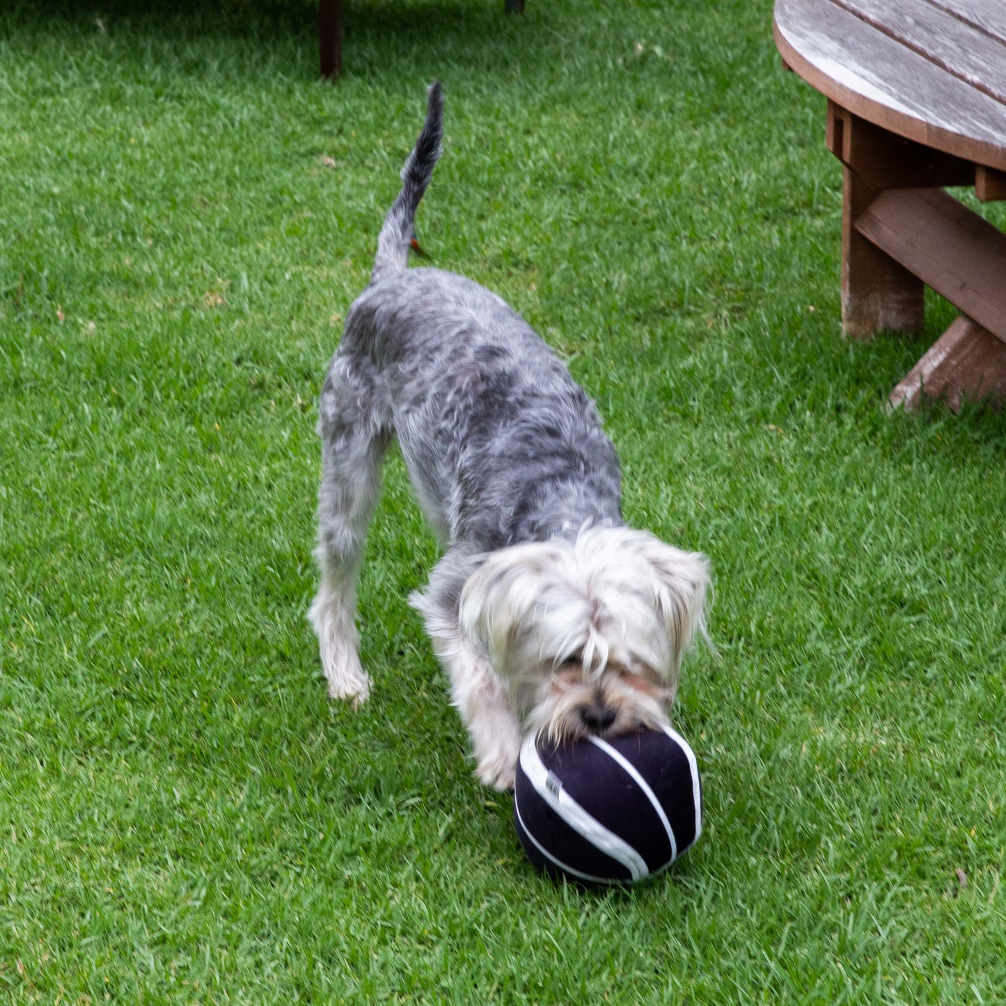 Glow Pups Plush Basketball Dog Toy with Squeaker, Black and White by Glow Pups
