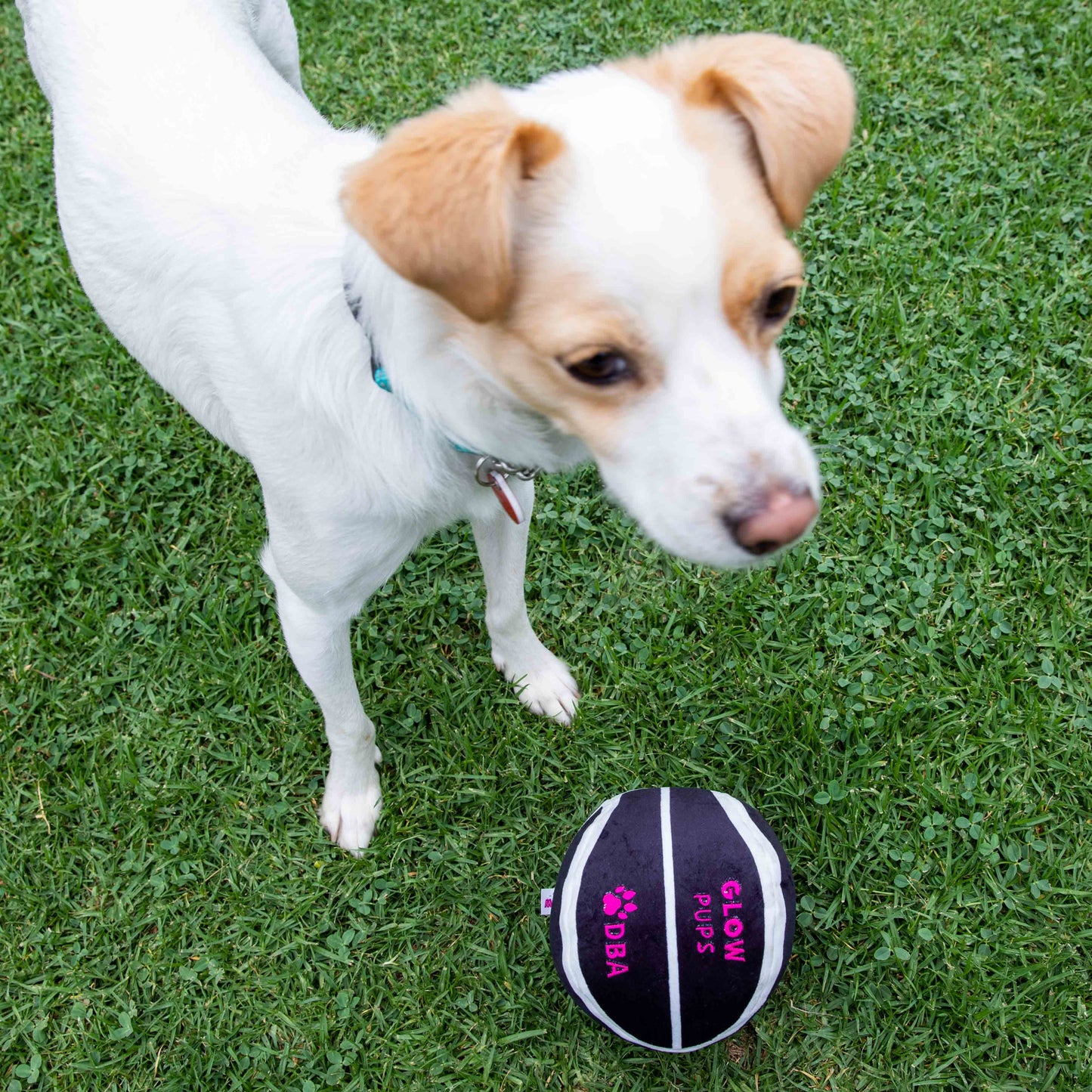 Glow Pups Plush Basketball Dog Toy with Squeaker, Black and White by Glow Pups