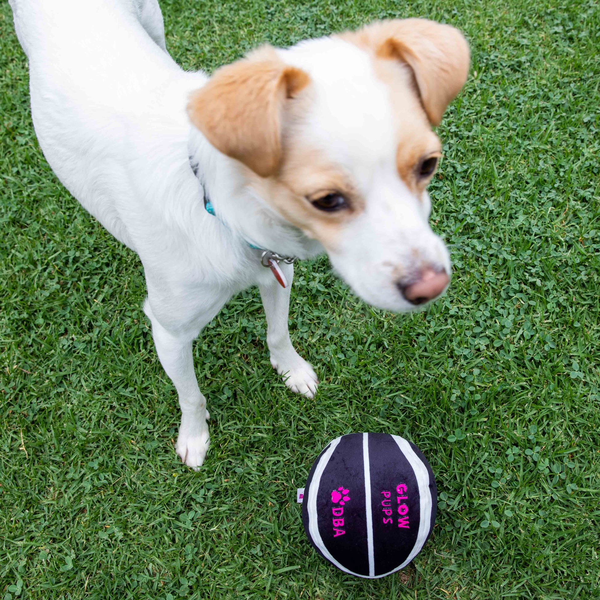 Glow Pups Plush Basketball Dog Toy with Squeaker, Black and White by Glow Pups