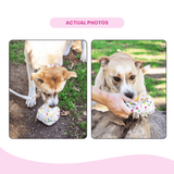 Squeaky Birthday Present Plush Dog Toy - Glow Pups by Glow Pups