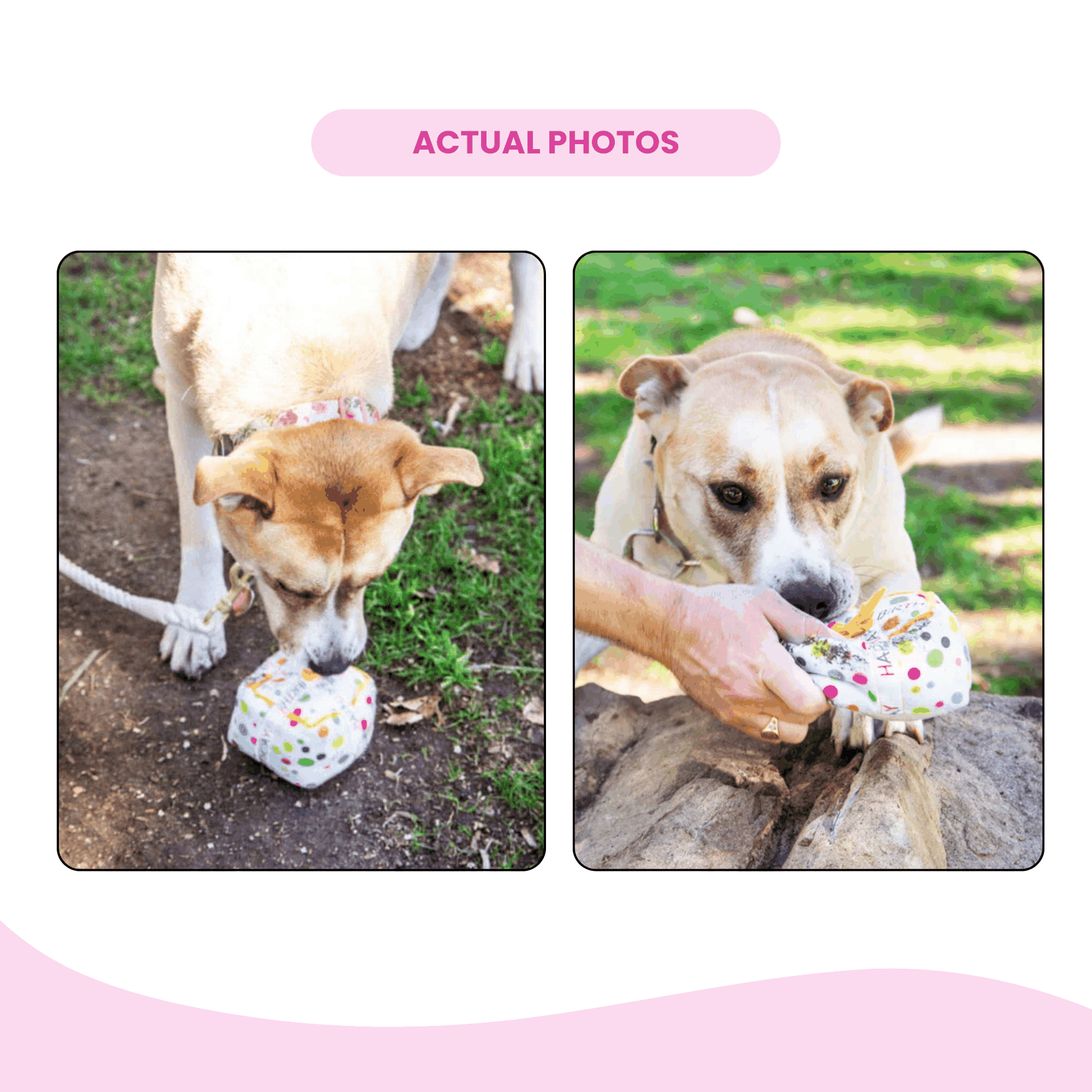 Squeaky Birthday Present Plush Dog Toy - Glow Pups by Glow Pups