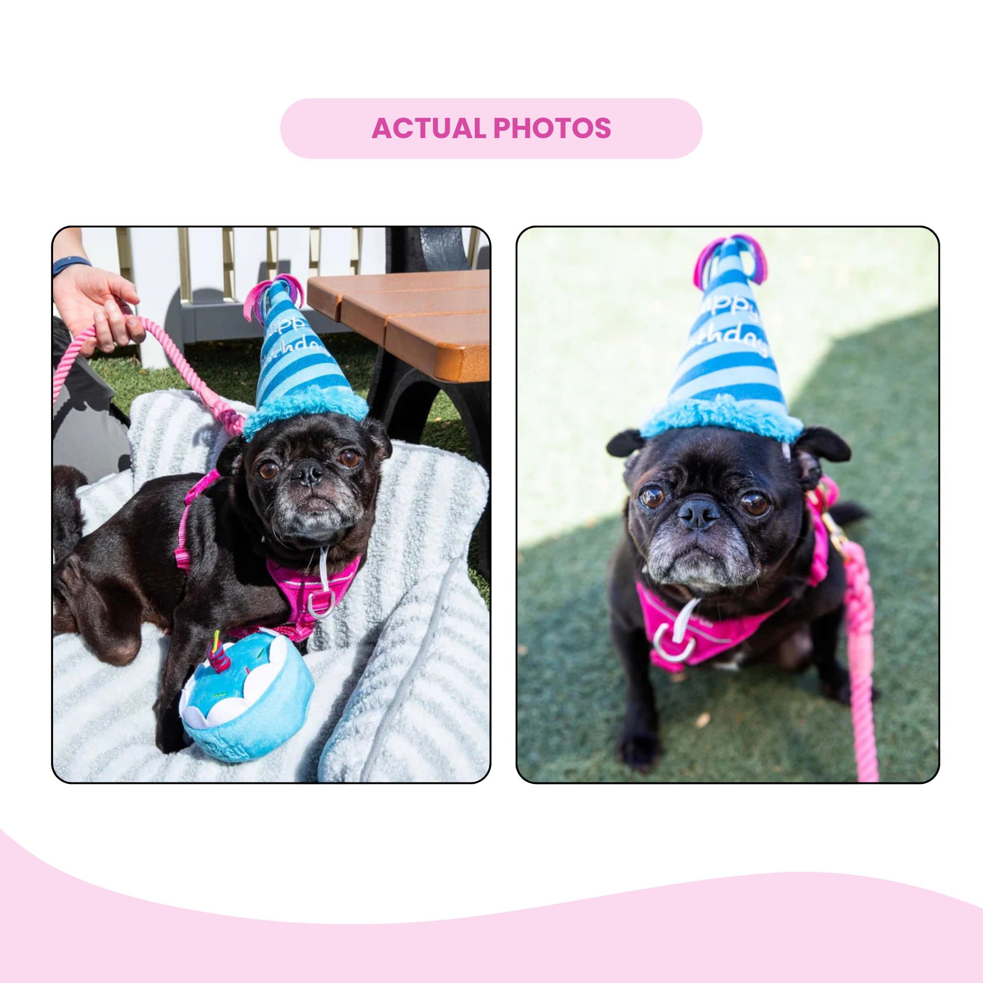 Blue Birthday Hat Squeaky Dog Toy - Glow Pups by Glow Pups