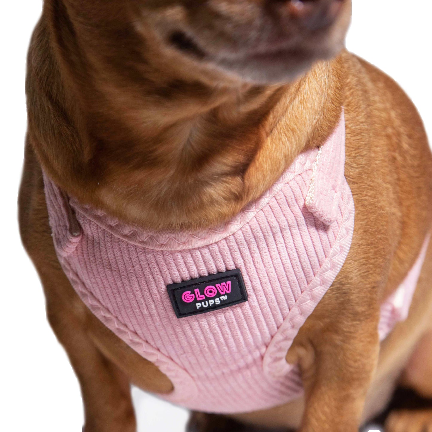 Light Pink Harness with Gold Buckle - Glow Pups