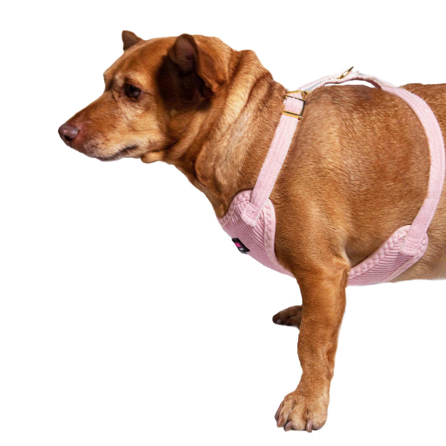 Light Pink Harness with Gold Buckle - Glow Pups