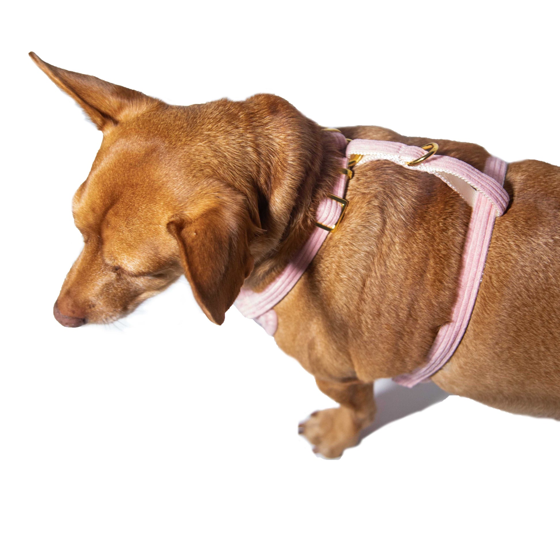Light Pink Harness with Gold Buckle - Glow Pups