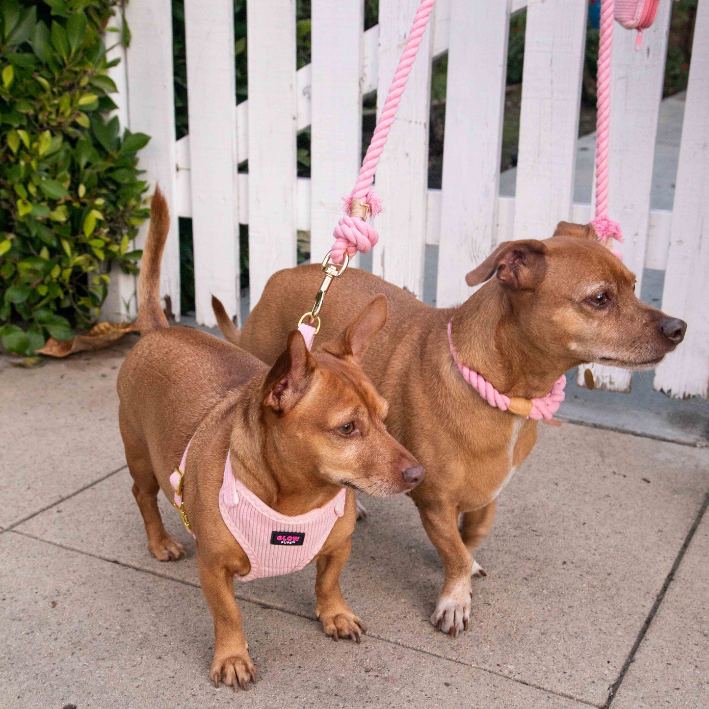 Light Pink Harness with Gold Buckle - Glow Pups