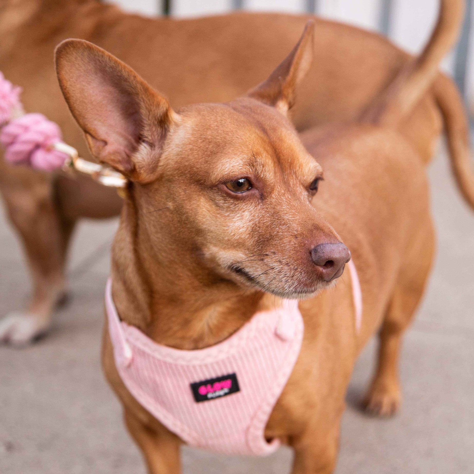 Light Pink Harness with Gold Buckle - Glow Pups