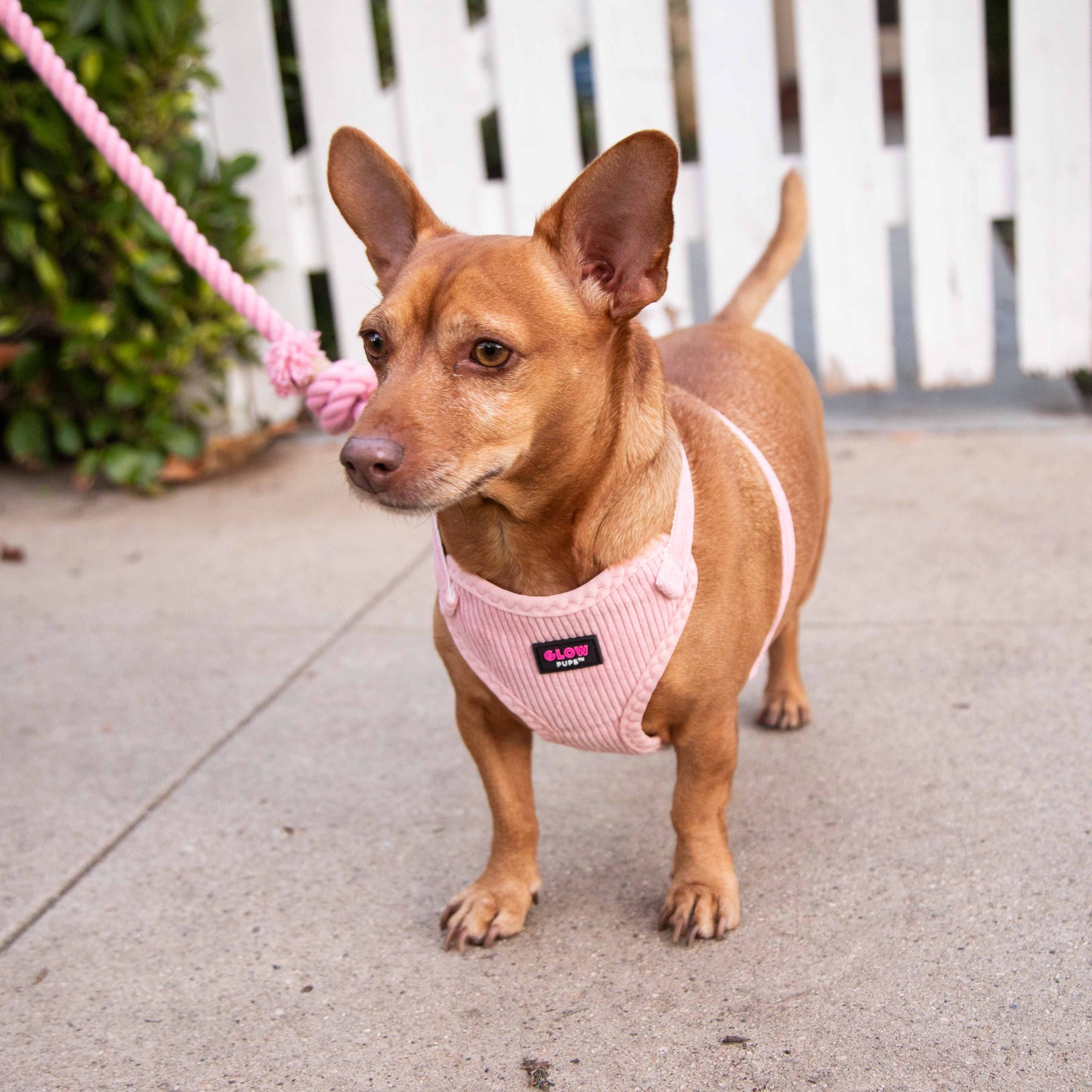 Light Pink Harness with Gold Buckle - Glow Pups