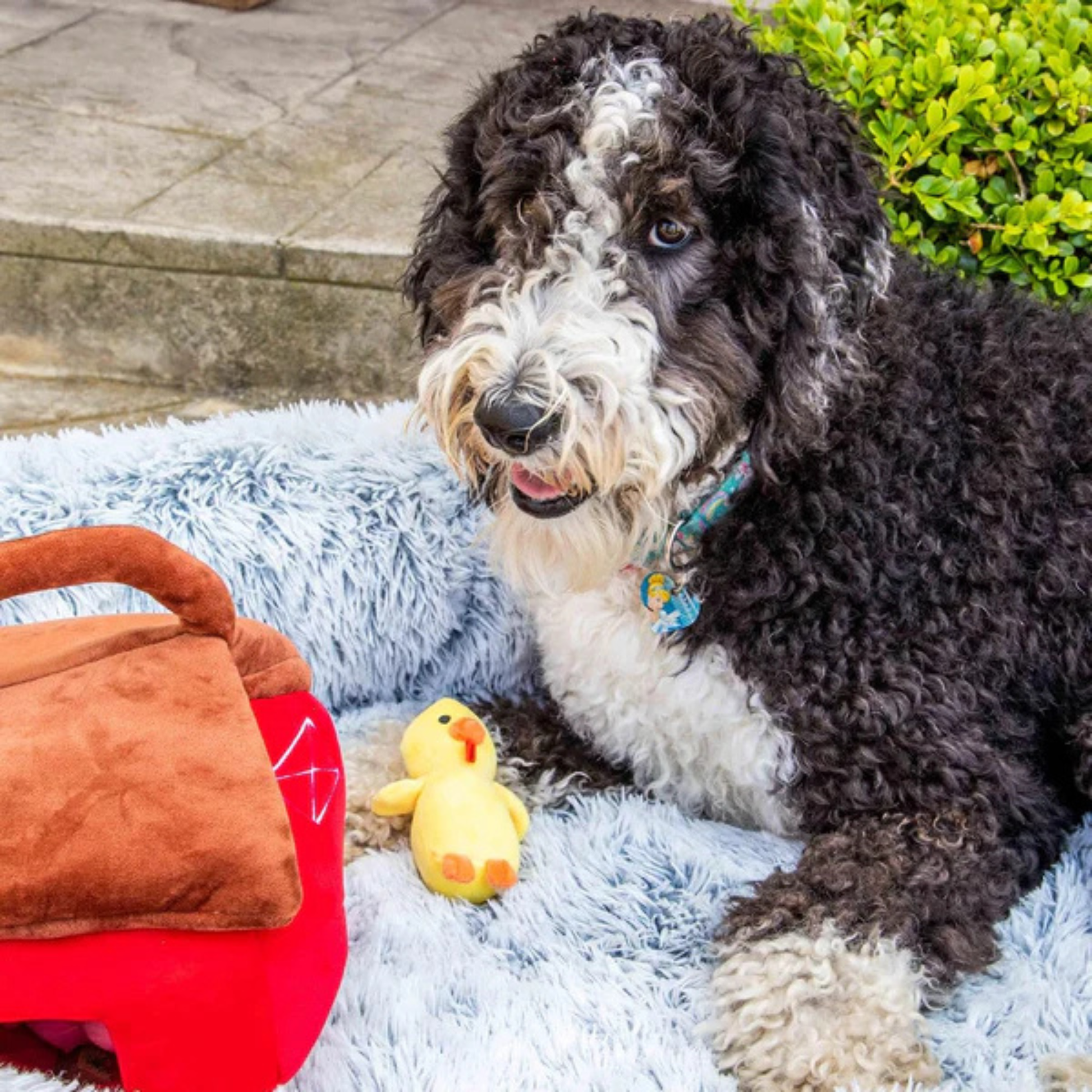 Hide and Seek Barnyard Dog Toy - Glow Pups by Glow Pups