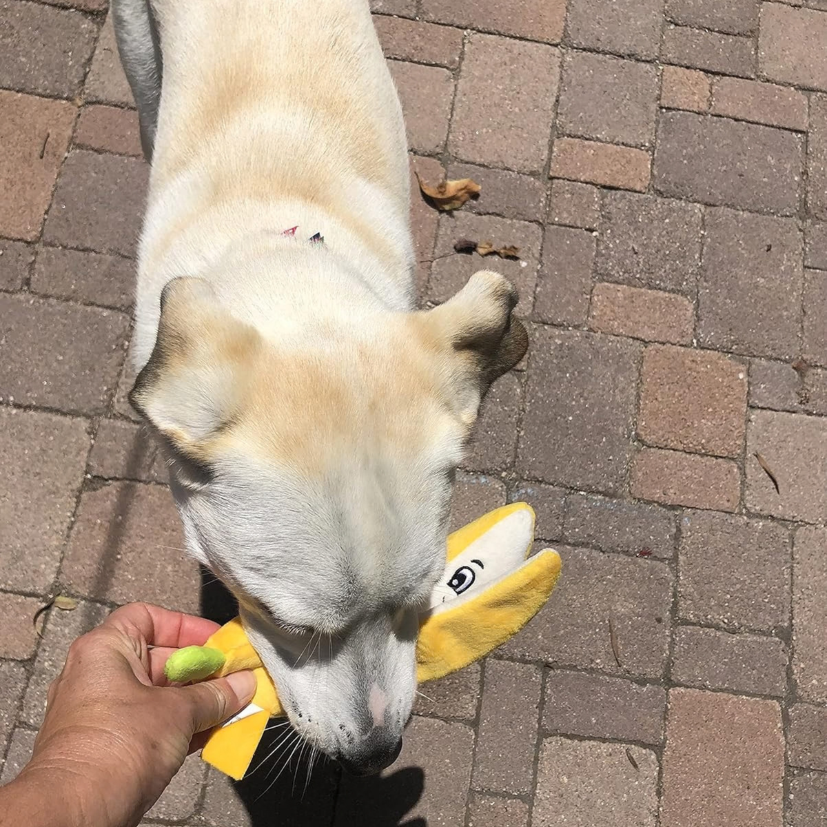 Glow Pups Banana Dog Toy with Squeaker, Yellow, 9"x2.5" by Glow Pups