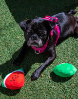 Watermelon Squeaky Dog Toy 2 Pack - Glow Pups by Glow Pups