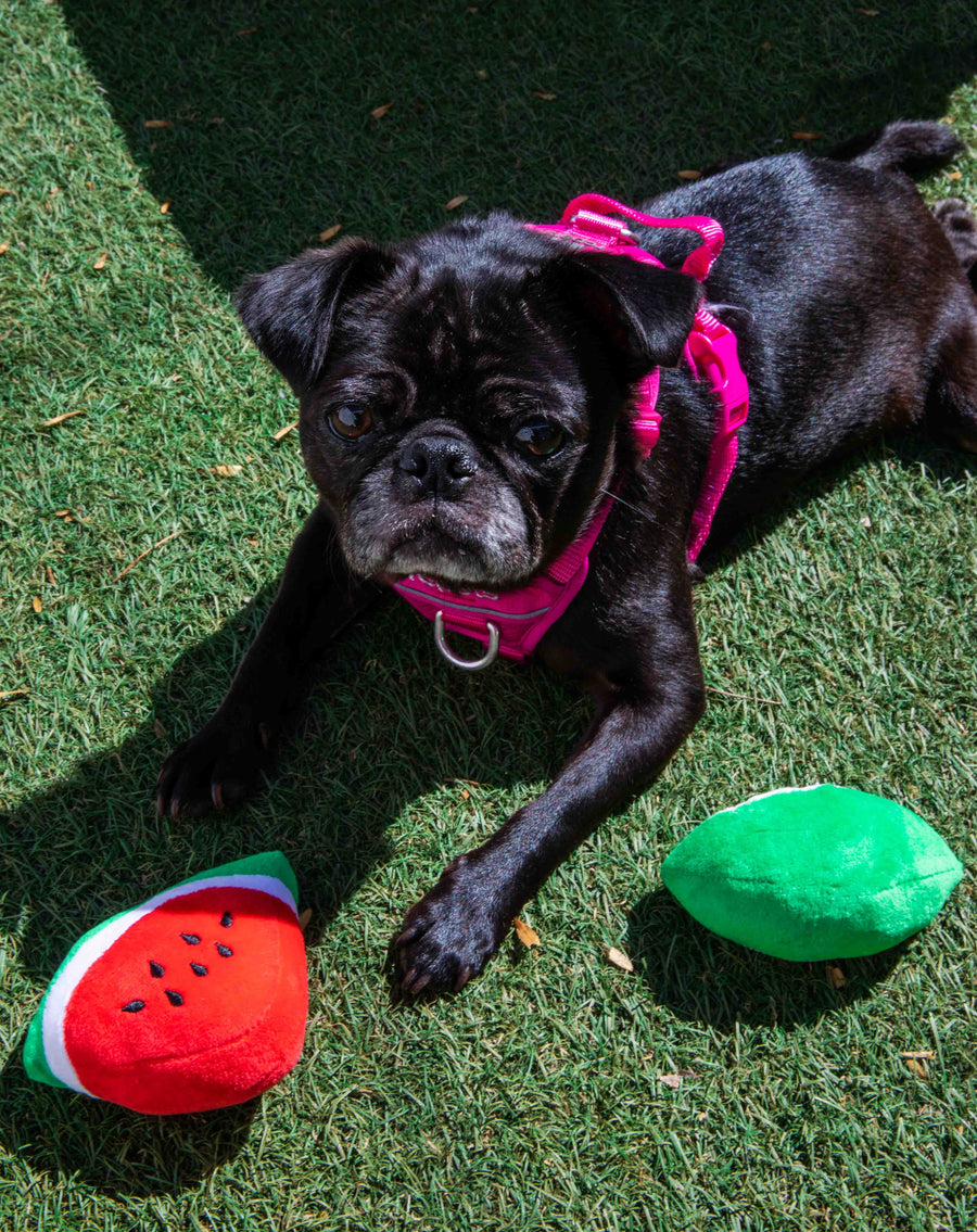 Watermelon Squeaky Dog Toy 2 Pack - Glow Pups by Glow Pups