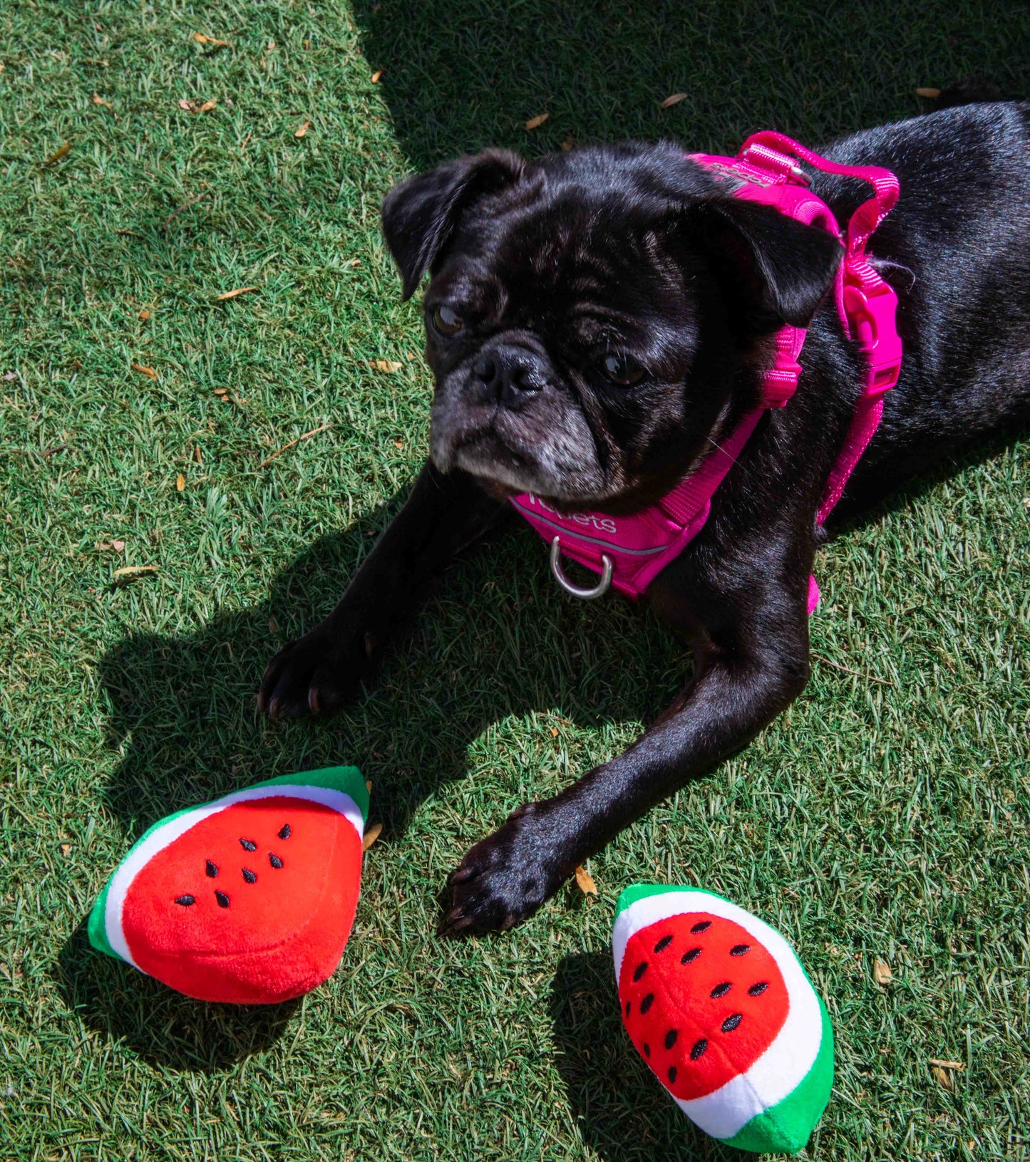 Squeaky Watermelon Plush Dog Toy 2 Pack - Glow Pups