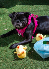 Burrow Chicken in Egg Hide and Seek Dog Toy - Glow Pups by Glow Pups