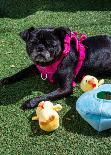 Burrow Chicken in Egg Hide and Seek Dog Toy - Glow Pups by Glow Pups