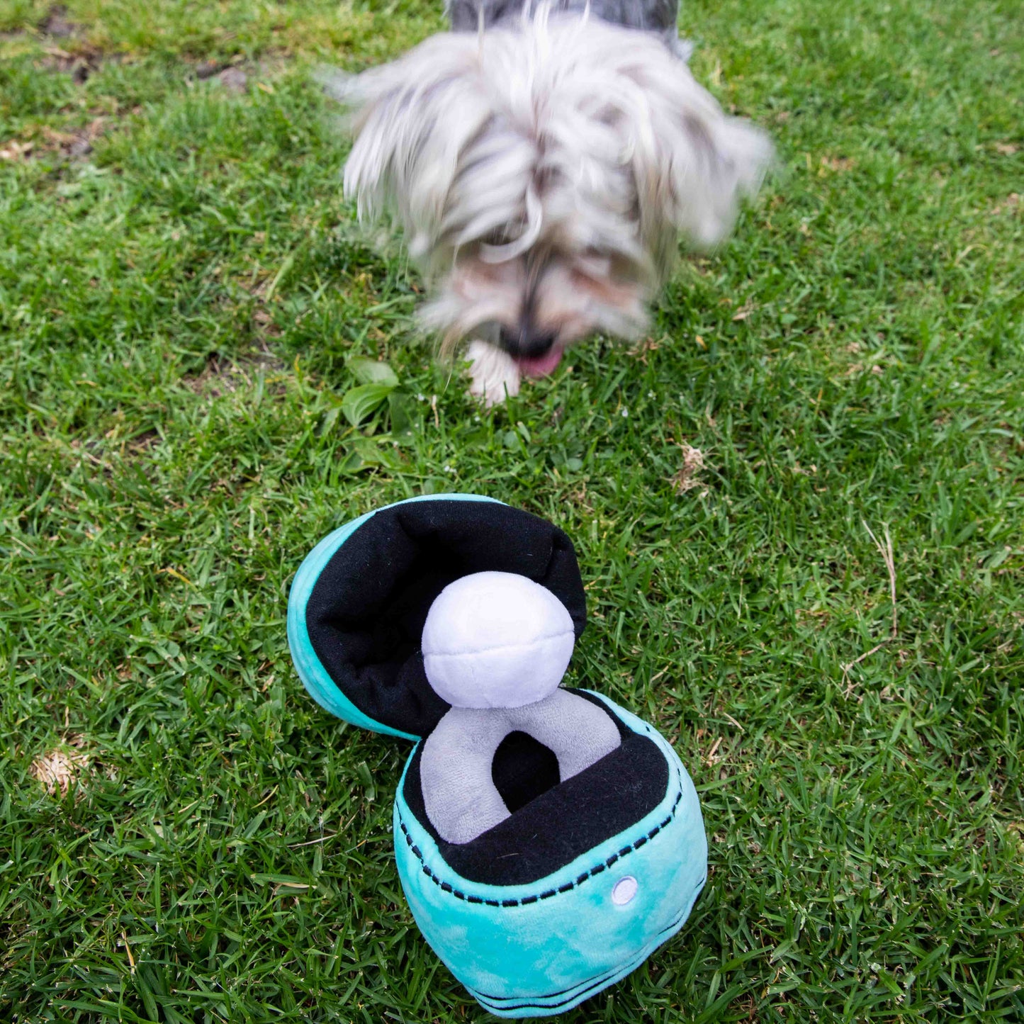 Squeaky Engagement Ring Dog Toy - Glow Pups by Glow Pups