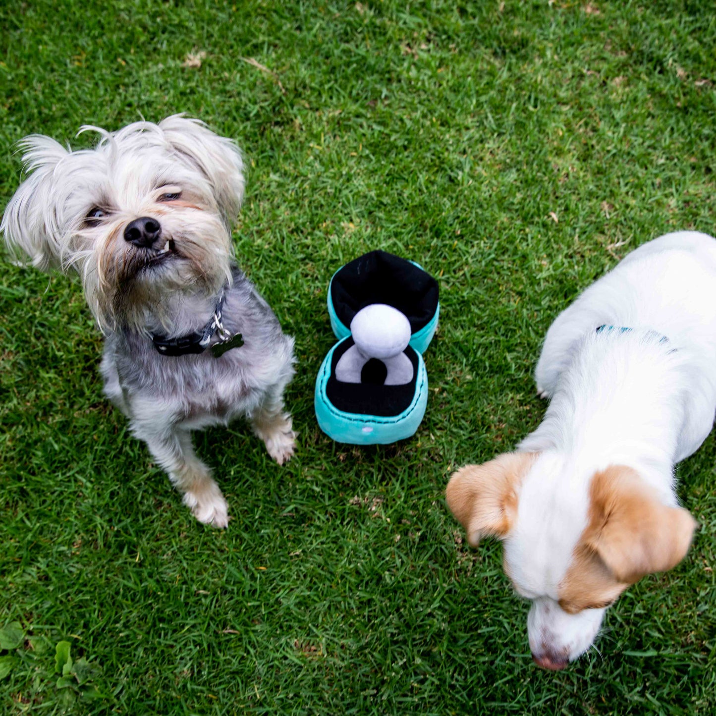 Squeaky Engagement Ring Dog Toy - Glow Pups by Glow Pups