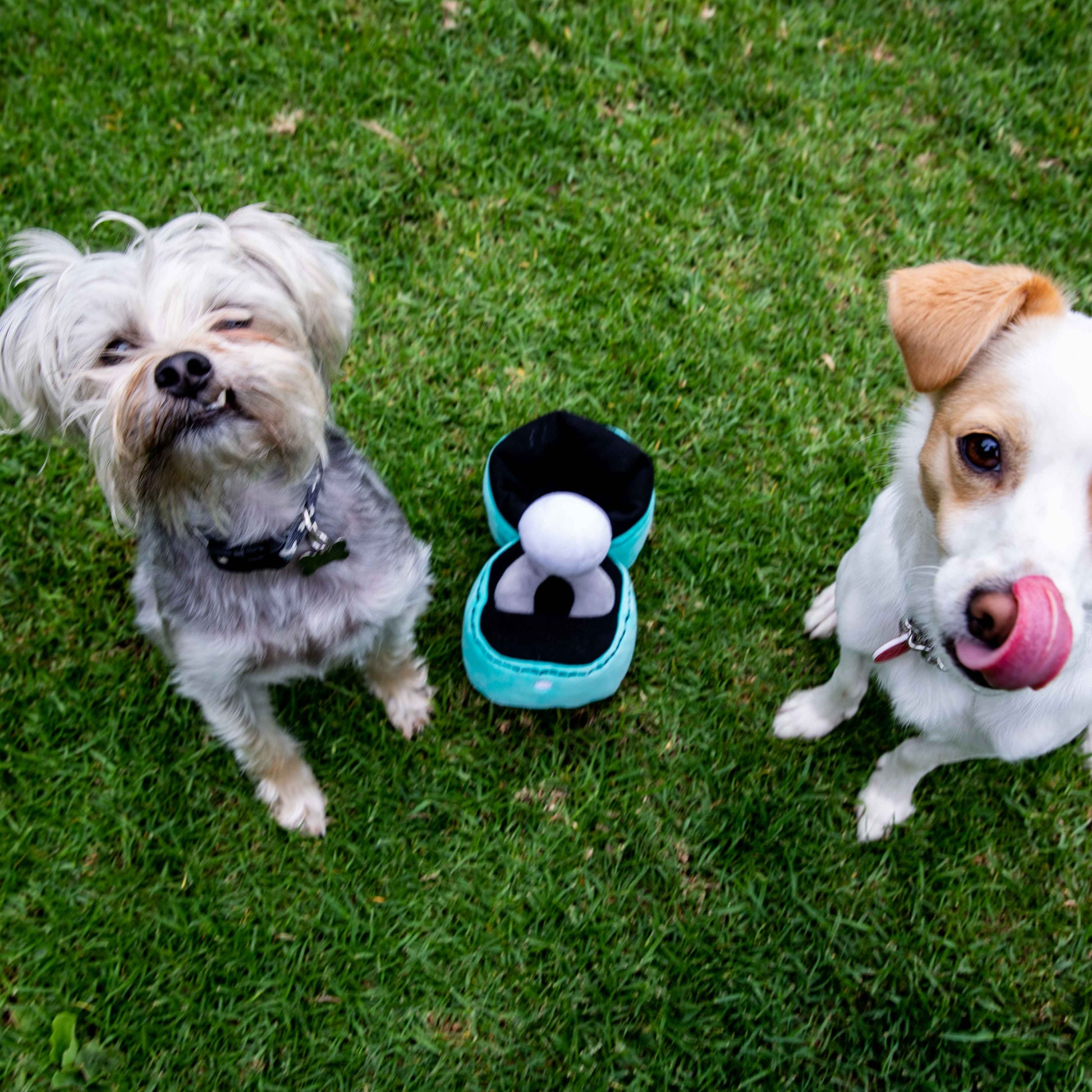 Squeaky Engagement Ring Dog Toy - Glow Pups by Glow Pups
