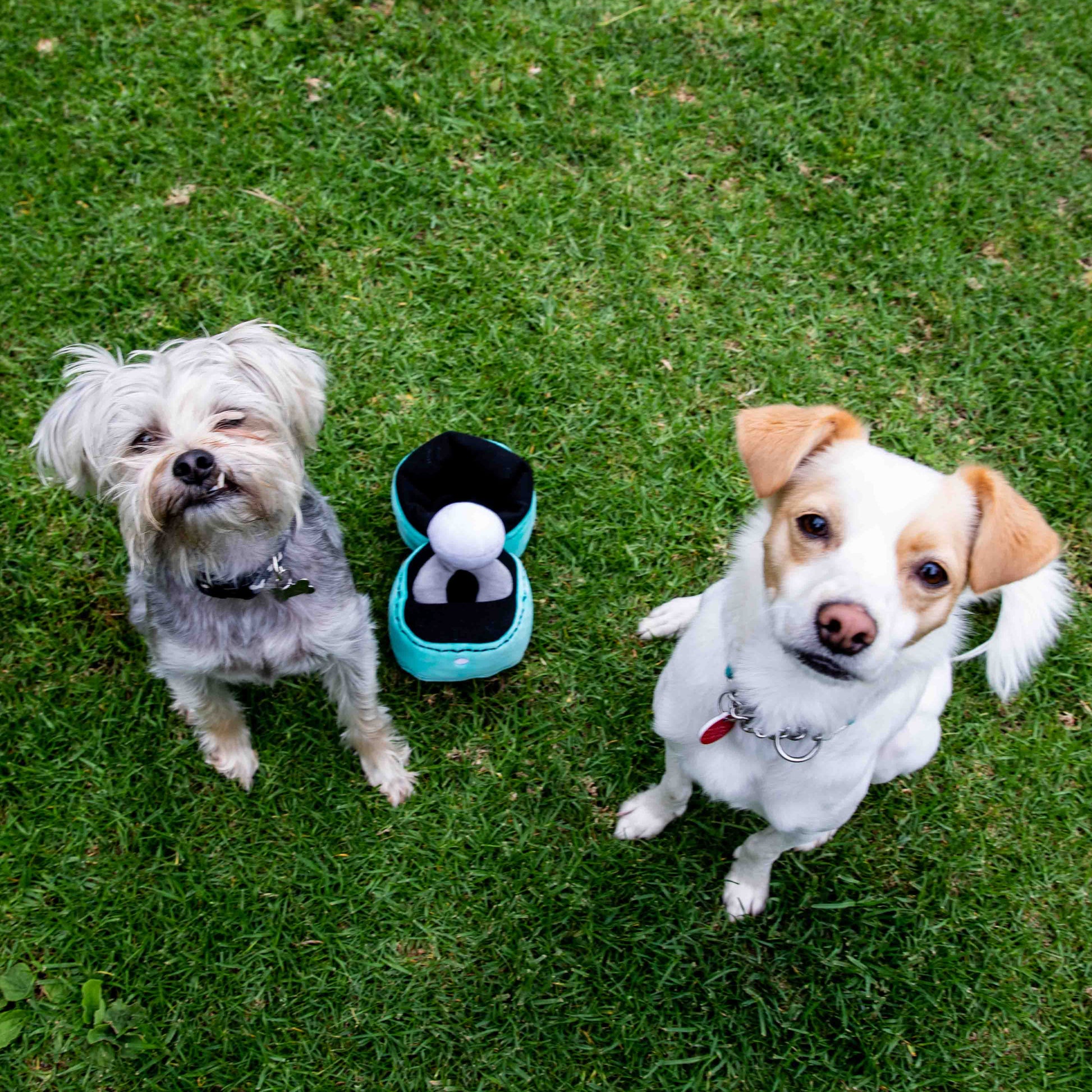 Squeaky Engagement Ring Dog Toy - Glow Pups by Glow Pups