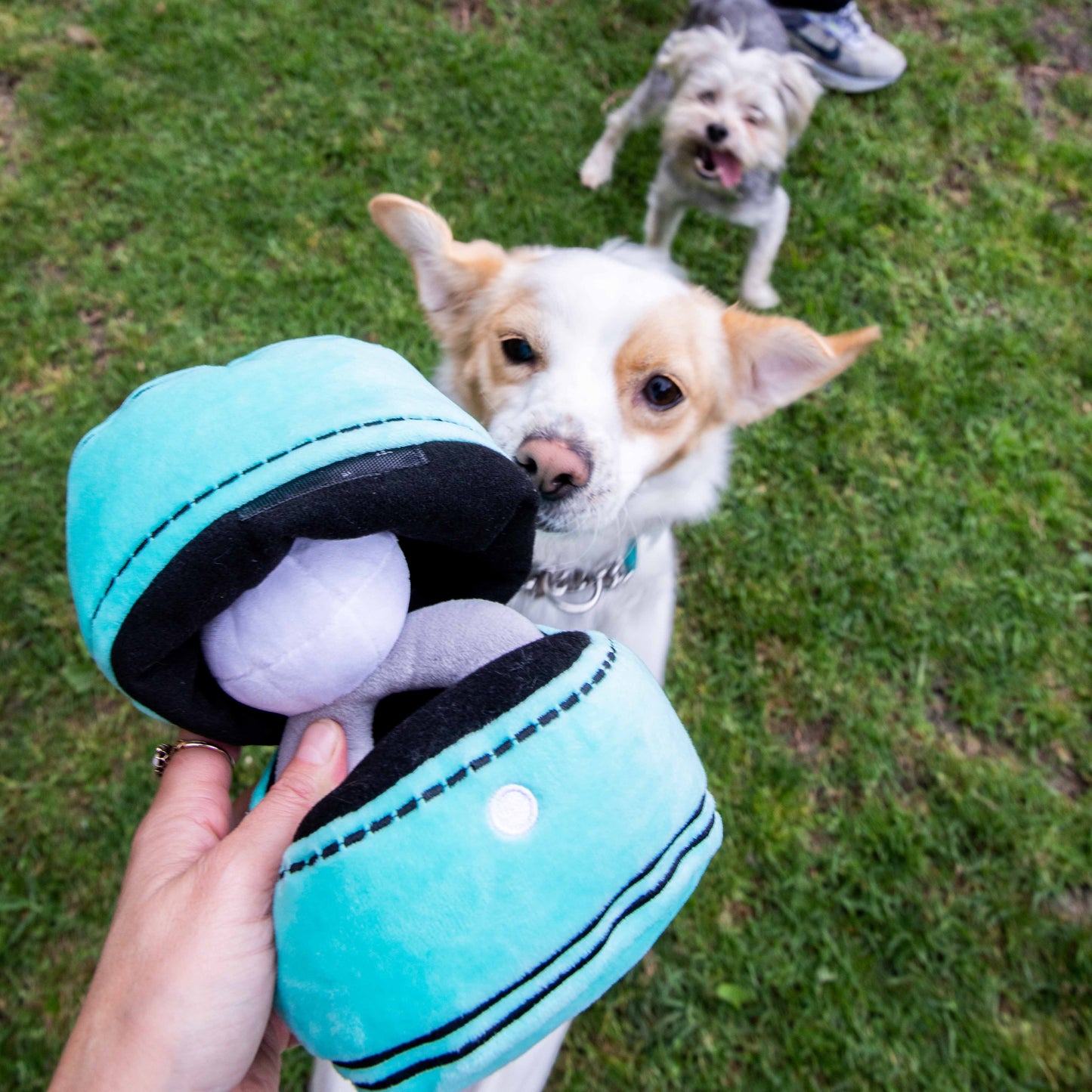 Squeaky Engagement Ring Dog Toy - Glow Pups by Glow Pups