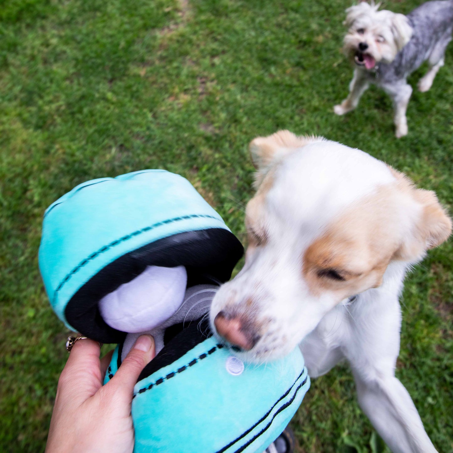 Squeaky Engagement Ring Dog Toy - Glow Pups by Glow Pups