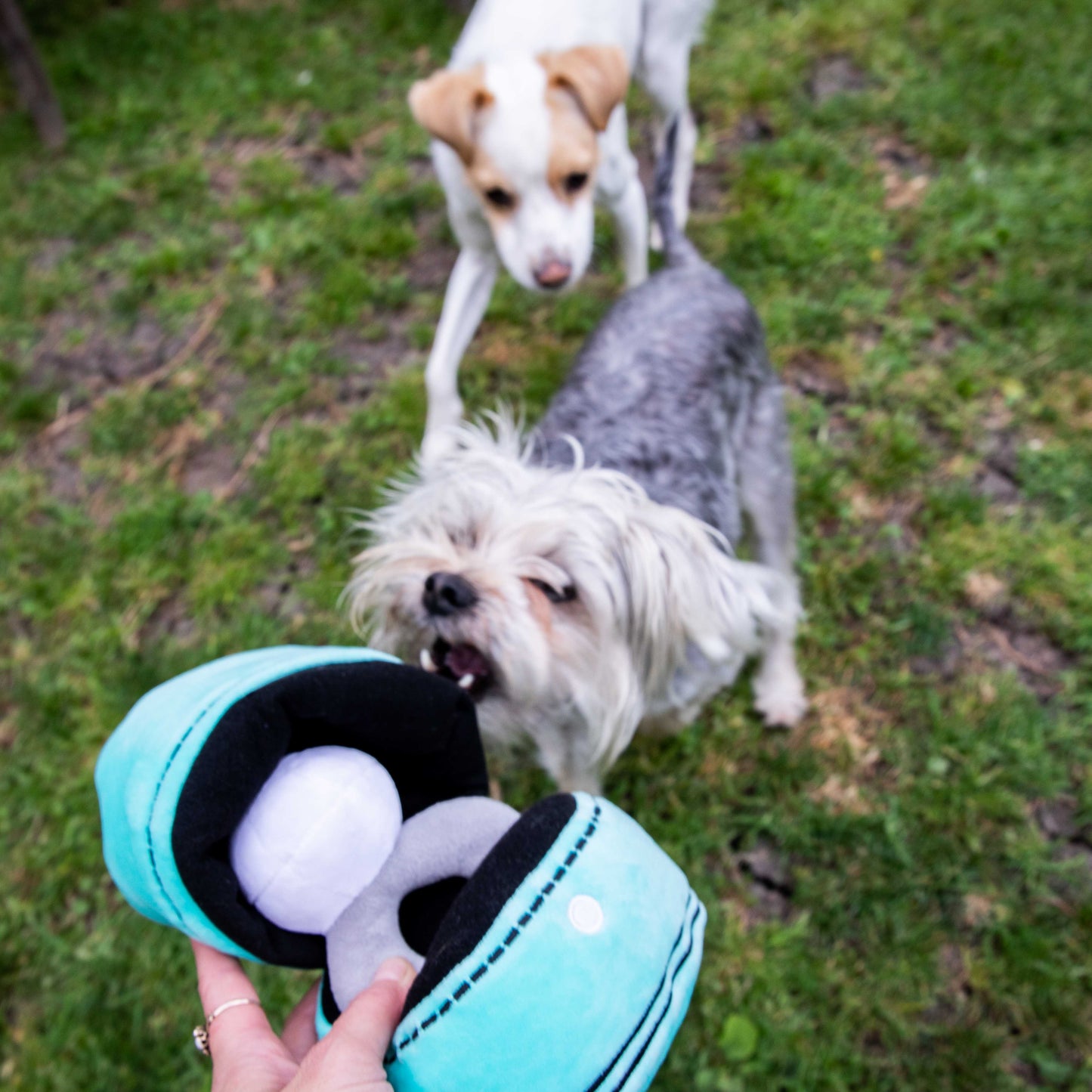 Squeaky Engagement Ring Dog Toy - Glow Pups by Glow Pups