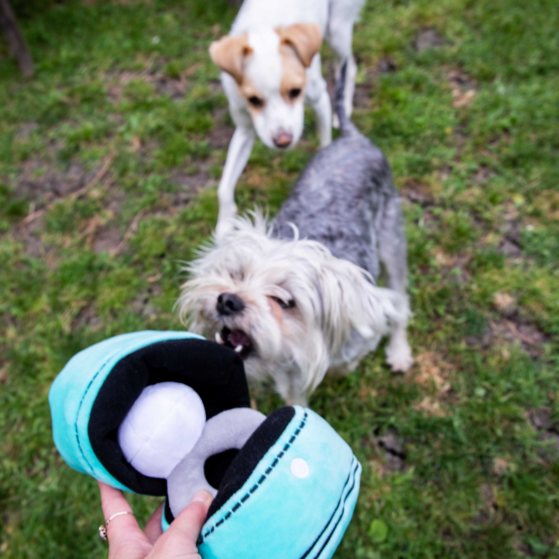 Squeaky Engagement Ring Dog Toy - Glow Pups by Glow Pups