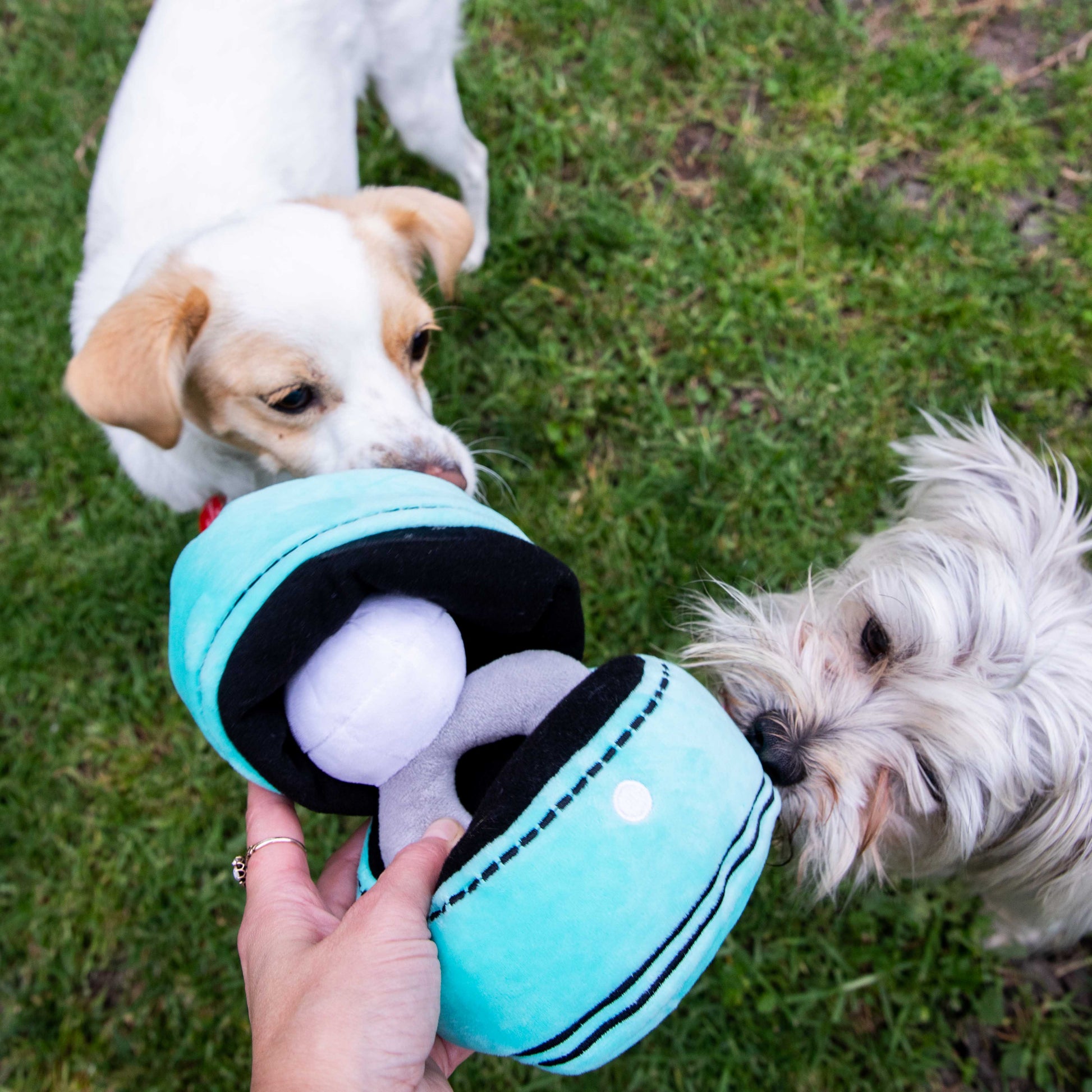 Squeaky Engagement Ring Dog Toy - Glow Pups by Glow Pups