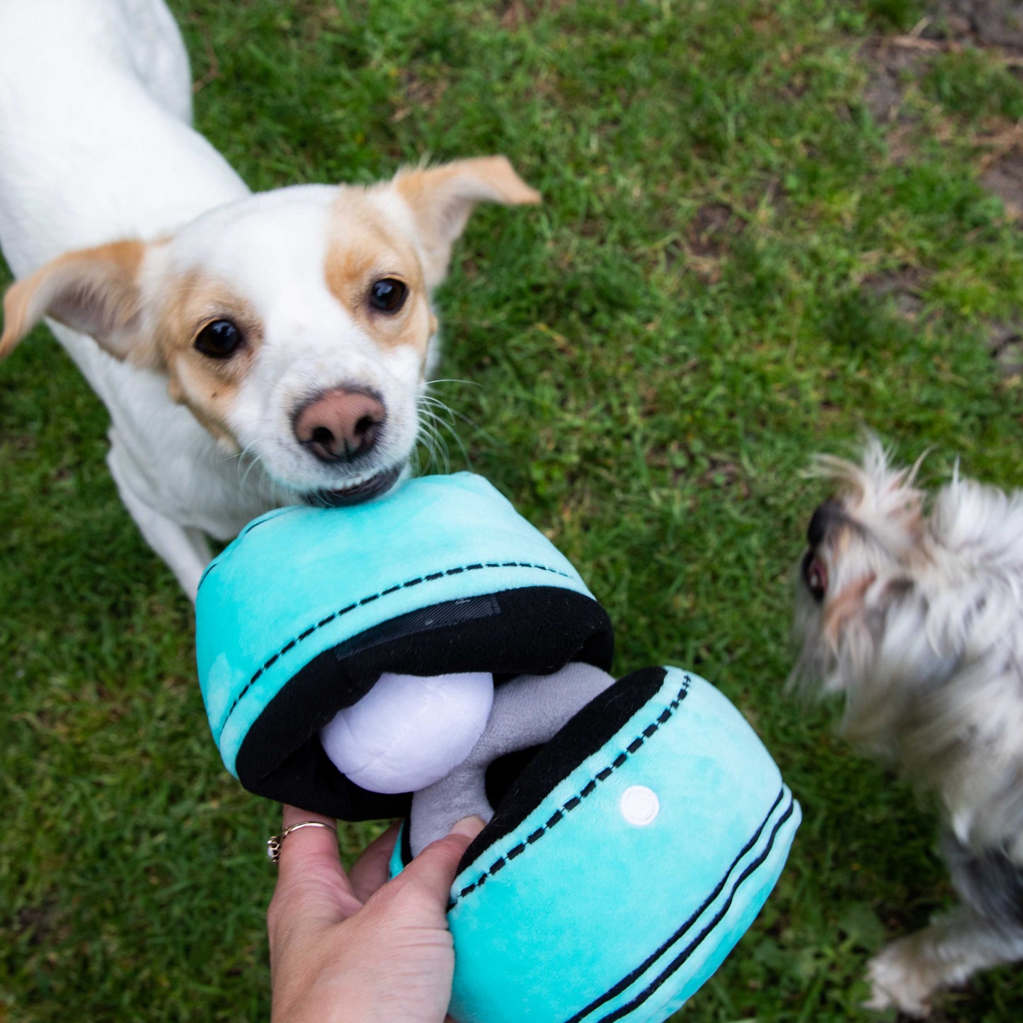 Squeaky Engagement Ring Dog Toy - Glow Pups by Glow Pups