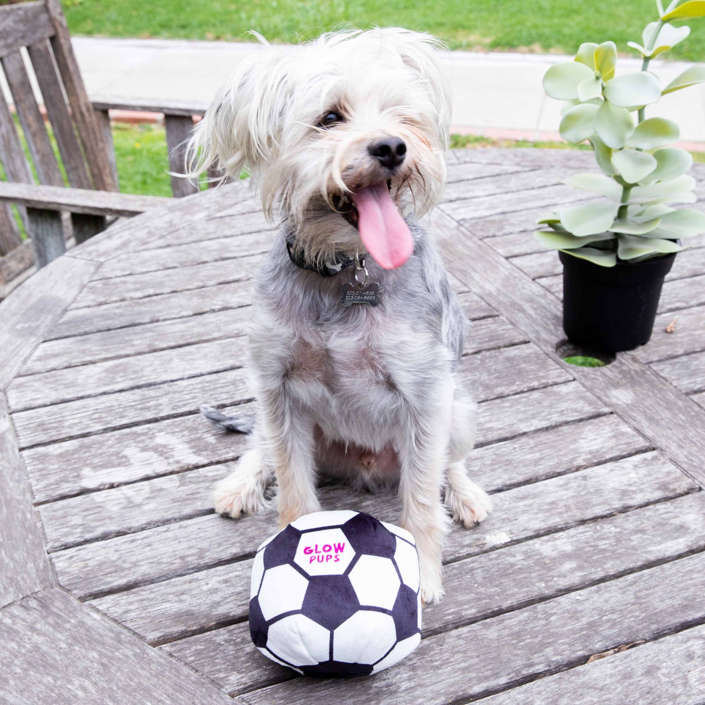 Glow Pups Soccer Ball Dog Toy with Squeaker, Black and White by Glow Pups