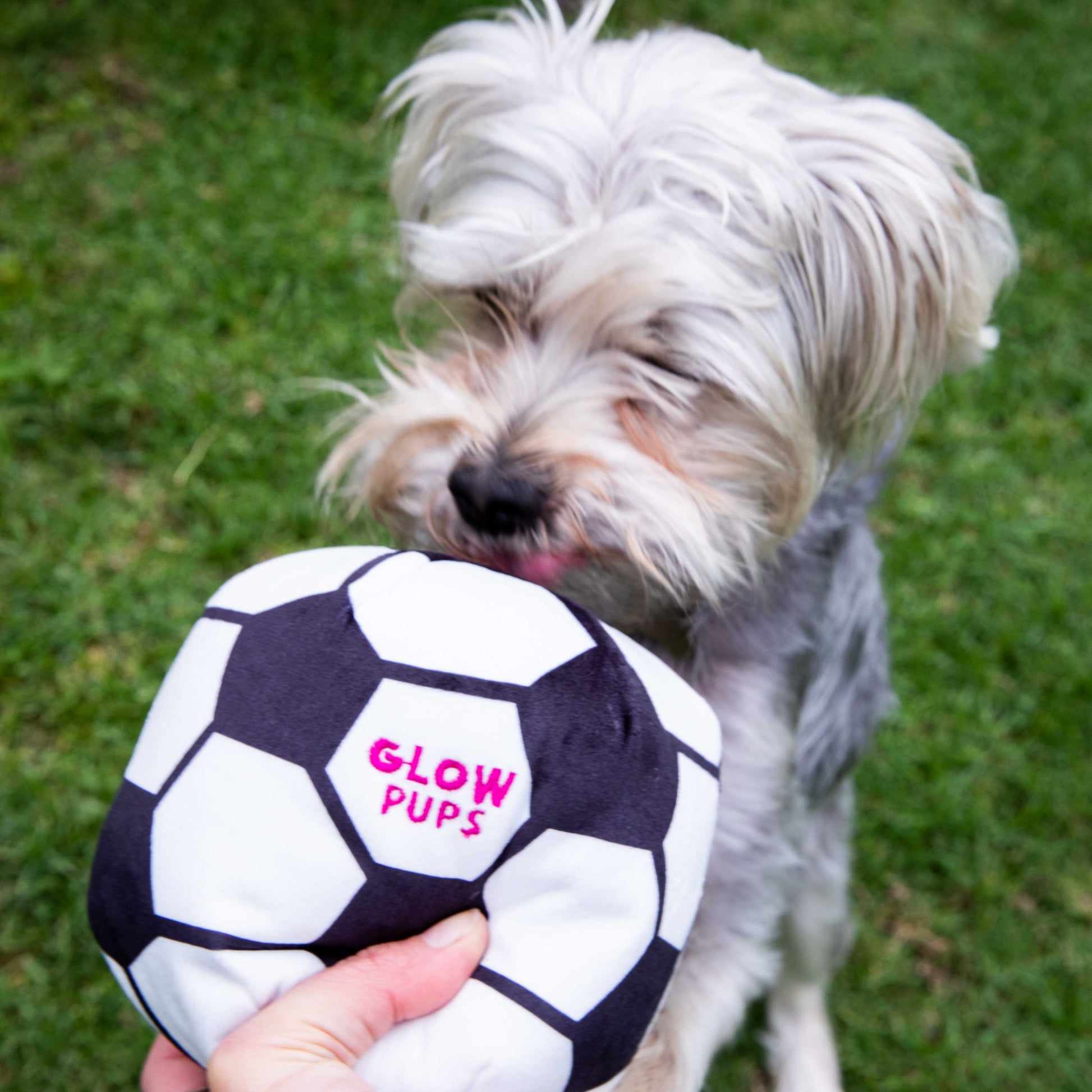 Glow Pups Soccer Ball Dog Toy with Squeaker, Black and White by Glow Pups