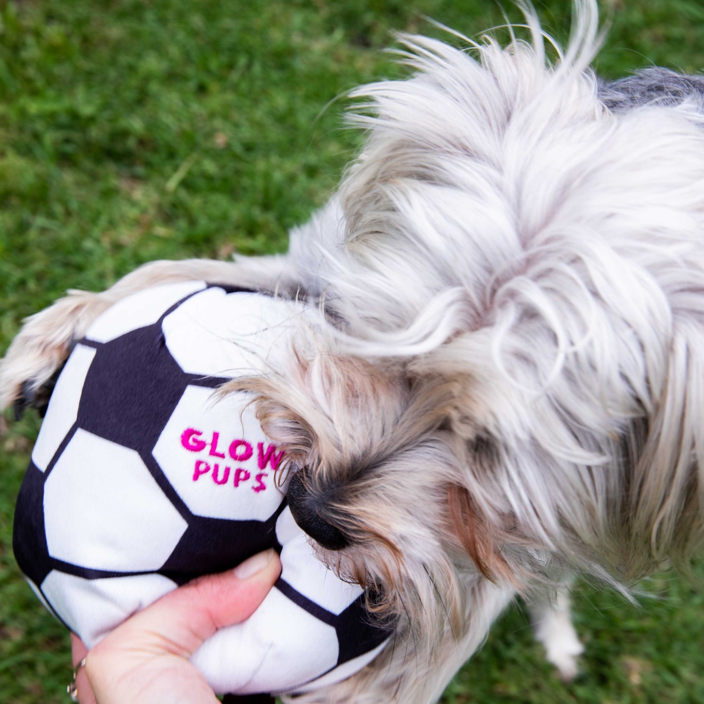 Glow Pups Soccer Ball Dog Toy with Squeaker, Black and White by Glow Pups