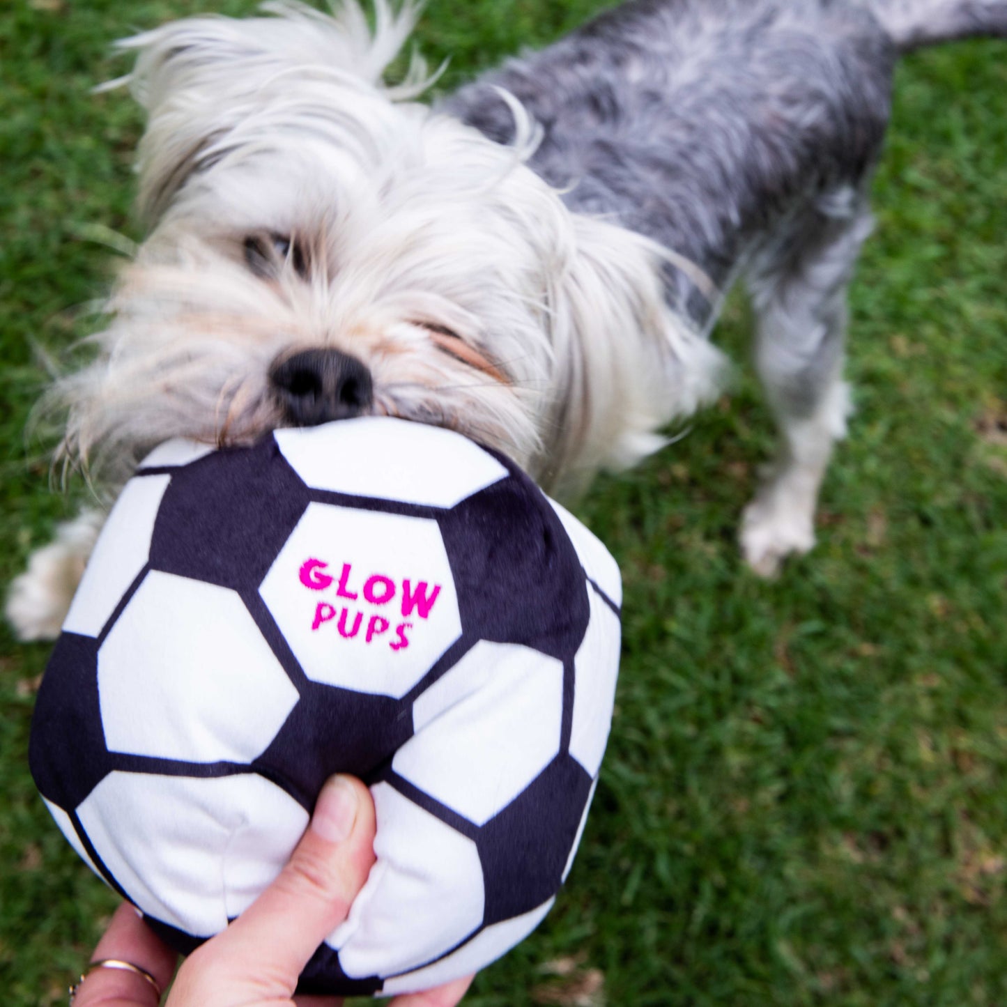 Glow Pups Soccer Ball Dog Toy with Squeaker, Black and White by Glow Pups