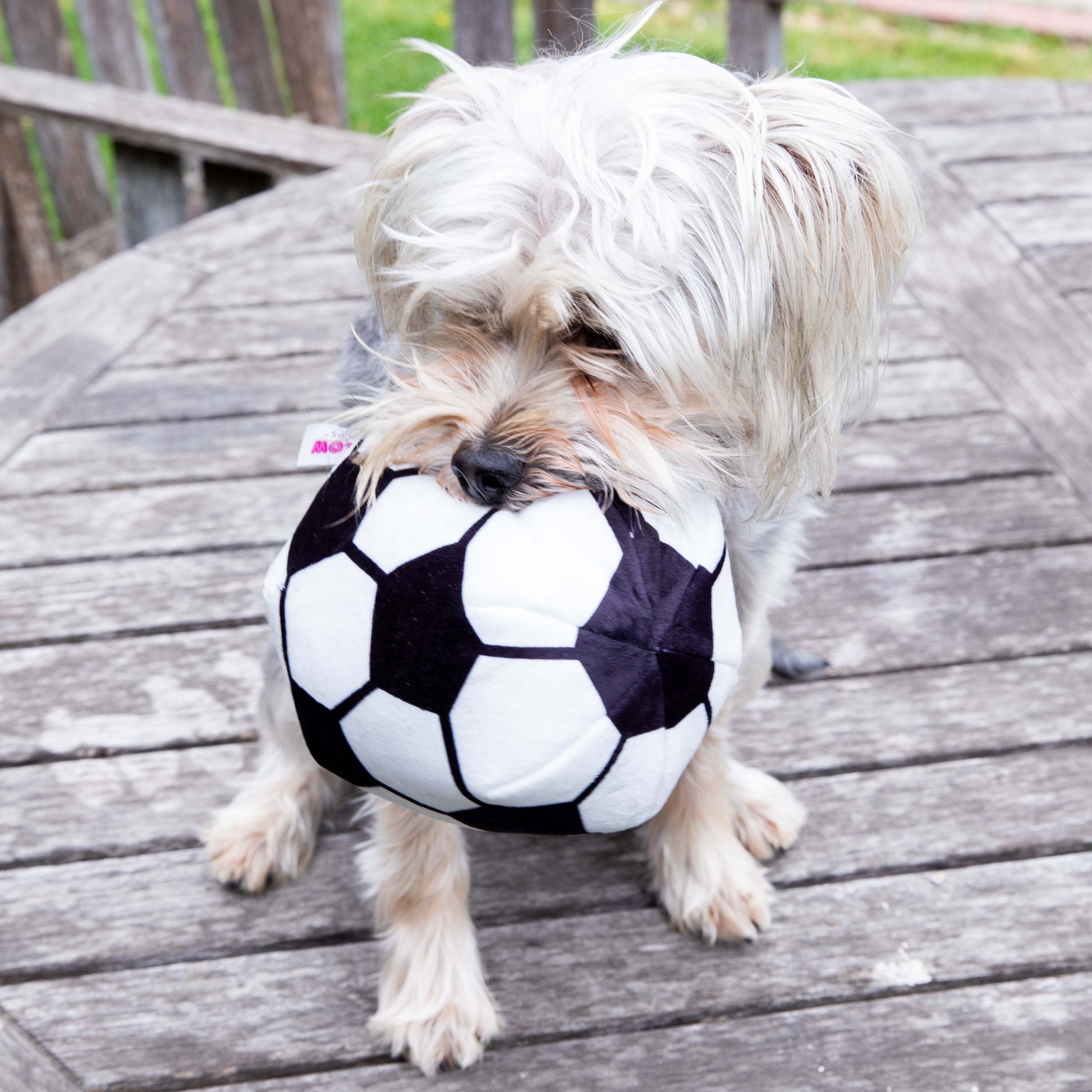 Glow Pups Soccer Ball Dog Toy with Squeaker, Black and White by Glow Pups