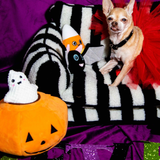 Halloween Jack O Lantern Hide and Seek Dog Toy - Glow Pups by Glow Pups