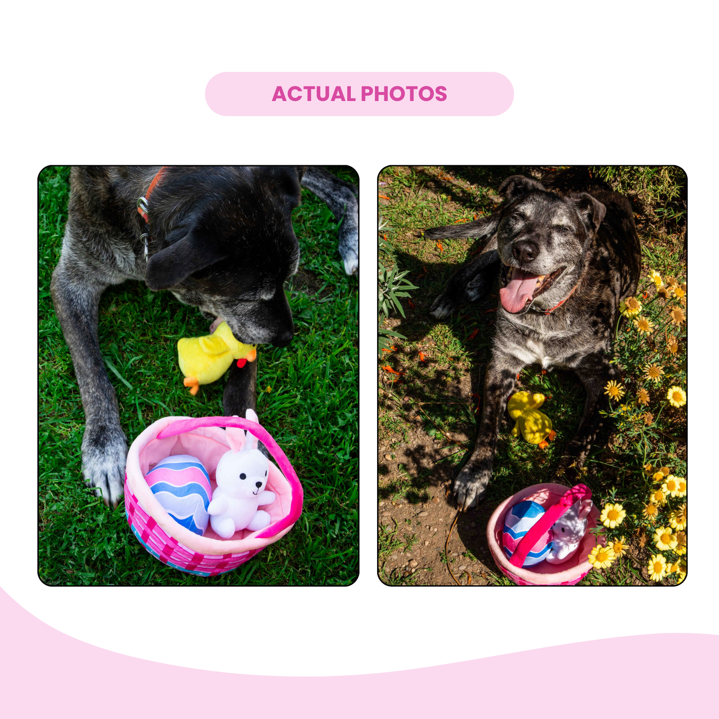 Easter Basket Dog Toy - Fun Spring Toy Set with Bunny, Chick & Egg - Glow Pups by Glow Pups