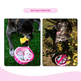 Easter Basket Dog Toy - Fun Spring Toy Set with Bunny, Chick & Egg - Glow Pups by Glow Pups