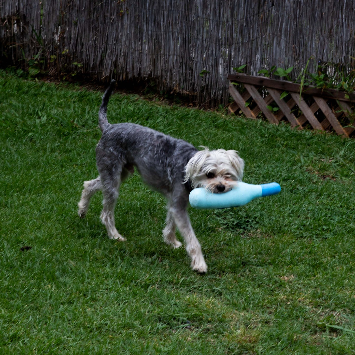 Squeaky Water Bottle Plush Dog Toy- Glow Pups by Glow Pups